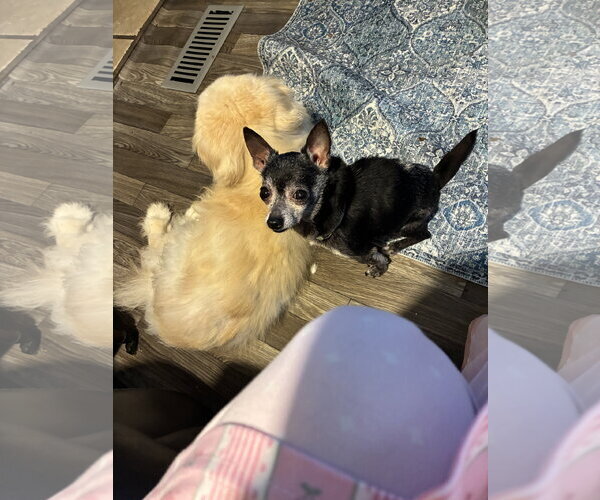 Medium Photo #2 Chihuahua Puppy For Sale in Middlesex, NC, USA