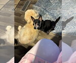 Small #1 Chihuahua