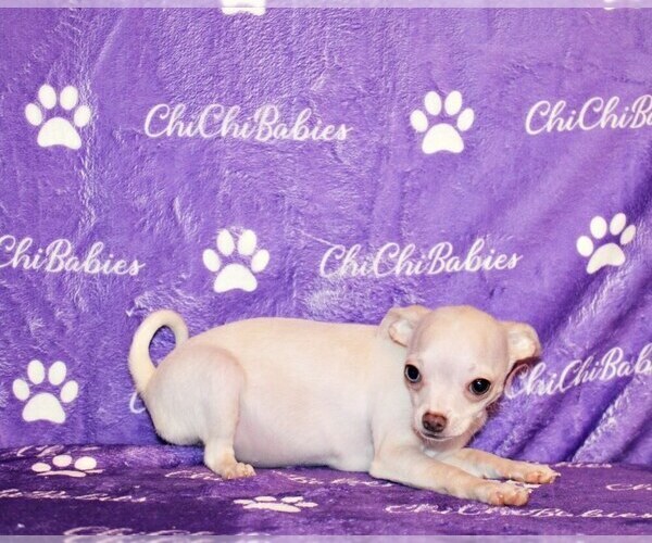 Medium Photo #3 Chihuahua Puppy For Sale in CHARLESTON, AR, USA