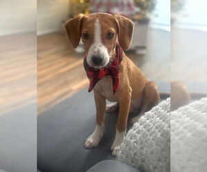 Beagle-Unknown Mix Dogs for adoption in Dunnellon, FL, USA