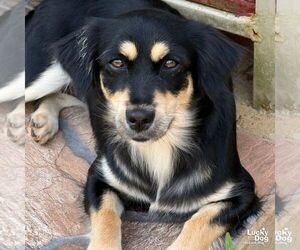 Chiweenie Dogs for adoption in Washington, DC, USA