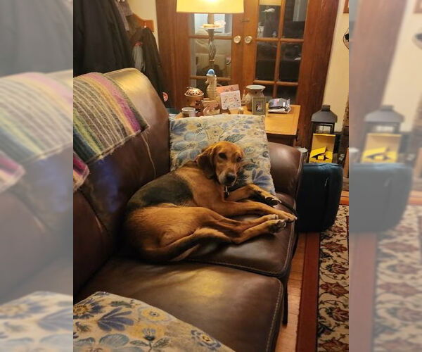 Medium Photo #19 Mutt Puppy For Sale in Oakhurst, NJ, USA