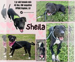 Small #5 Labrador Retriever-Staffordshire Bull Terrier Mix