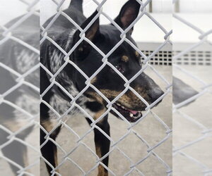 Mutt Dogs for adoption in Temple, TX, USA