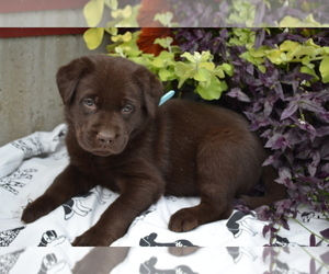 Medium Labrador Retriever