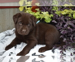 Puppy Lynsey Labrador Retriever