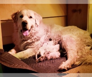 Mother of the Great Pyrenees puppies born on 06/27/2022