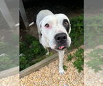 Small #1 American Pit Bull Terrier
