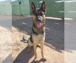 Small Photo #1 German Shepherd Dog Puppy For Sale in Apple Valley, CA, USA
