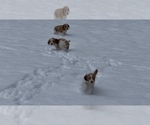 Small Photo #10 Brittany Puppy For Sale in ORRUM, NC, USA