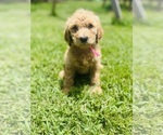 Puppy Pink Puppy Goldendoodle
