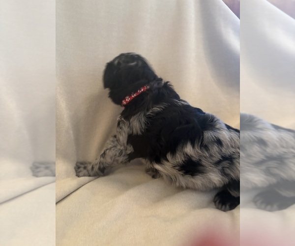 Medium Photo #4 Schnoodle (Giant) Puppy For Sale in MINNEAPOLIS, MN, USA