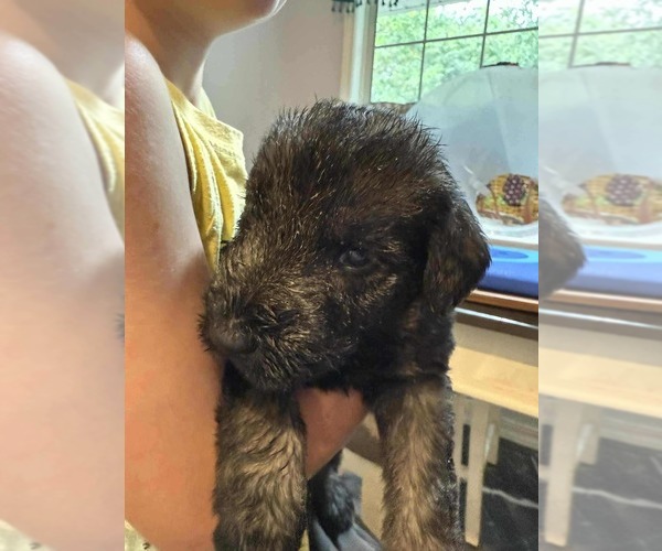Medium Photo #1 Schnauzer (Giant) Puppy For Sale in SPRINGFIELD, MO, USA