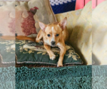 Small Chihuahua Mix