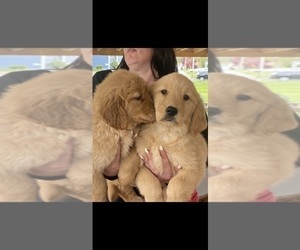 Golden Retriever Puppy for Sale in CRANSTON, Rhode Island USA