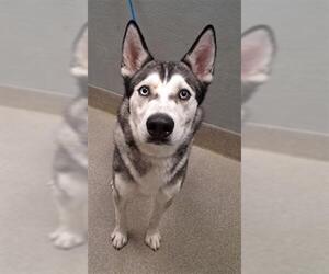 Siberian Husky-Unknown Mix Dogs for adoption in Las Vegas, NV, USA
