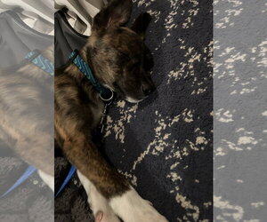 Junior - Male Plott Hound Dog for Adoption - Photo #5