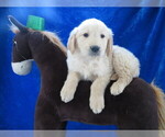 Small Photo #6 Golden Retriever Puppy For Sale in NORWOOD, MO, USA