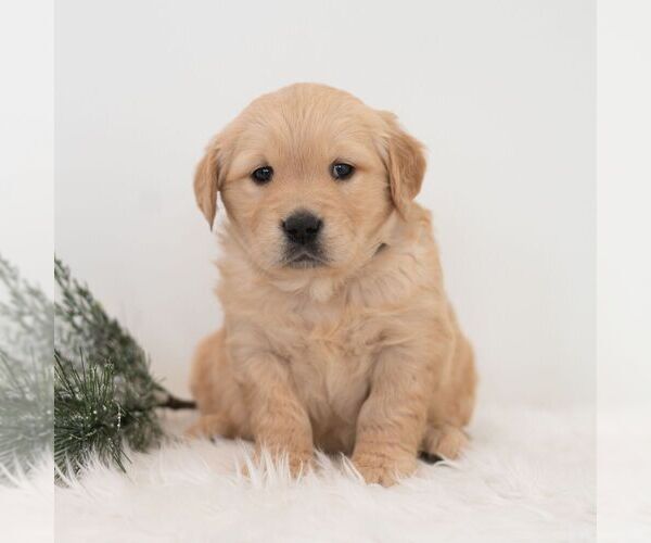 Medium Photo #6 Golden Retriever Puppy For Sale in NEWPORT, PA, USA