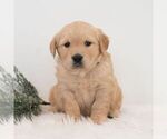 Small #5 Golden Retriever