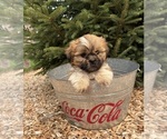 Small #3 Shih Tzu