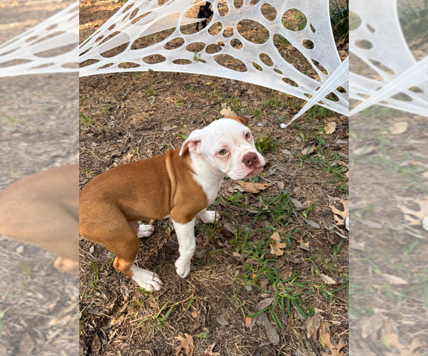 Medium Photo #3 Olde English Bulldogge Puppy For Sale in AUSTIN, TX, USA