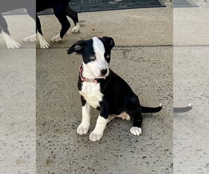 Mutt Dogs for adoption in Mooresville, NC, USA