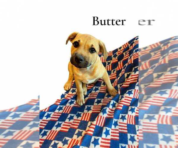 Medium Photo #3 Labrador Retriever-Unknown Mix Puppy For Sale in New York, NY, USA