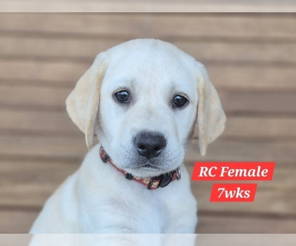 Medium Photo #123 Labrador Retriever Puppy For Sale in EDGEWOOD, TX, USA