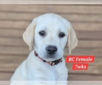 Small Photo #123 Labrador Retriever Puppy For Sale in EDGEWOOD, TX, USA