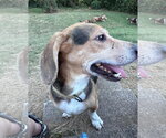 Small Photo #6 Bagle Hound Puppy For Sale in Brookville, OH, USA