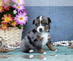 Small Photo #15 Miniature Australian Shepherd Puppy For Sale in CLARE, MI, USA