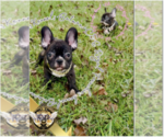 Small Photo #1 French Bulldog Puppy For Sale in ATHENS, GA, USA
