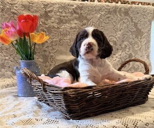 English Springer Spaniel Puppy for sale in OWEN, WI, USA