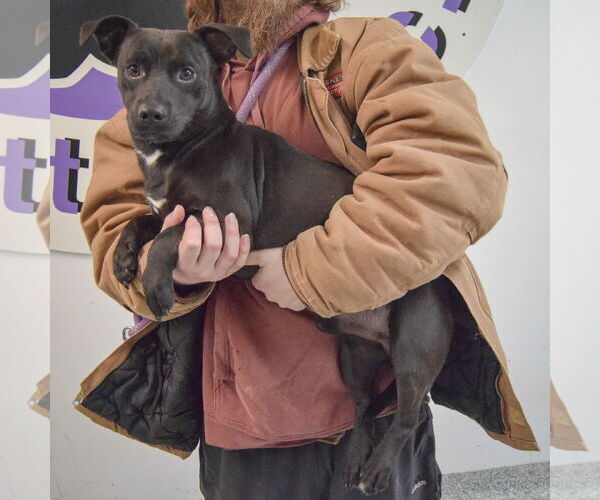 Medium Photo #2 Cheagle Puppy For Sale in Huntley, IL, USA