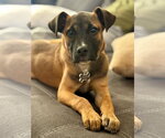 Small Boxer Mix