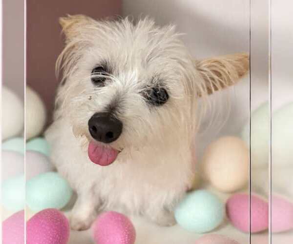 Medium Photo #2 Maltese-Unknown Mix Puppy For Sale in Cranston, RI, USA