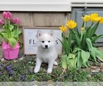 Small Photo #5 American Eskimo Dog-Pomsky Mix Puppy For Sale in NILES, OH, USA