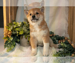 Small #2 Shiba Inu