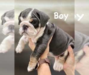 English Bulldog Puppy for sale in LITITZ, PA, USA