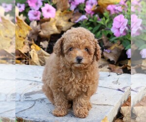 Poodle (Toy) Puppy for sale in FREDERICKSBG, OH, USA
