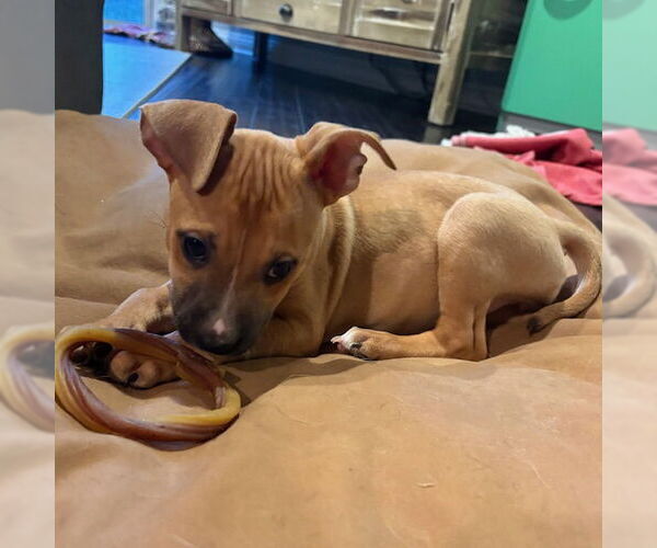 Medium Photo #2 American Staffordshire Terrier-Unknown Mix Puppy For Sale in San Juan Capistrano, CA, USA