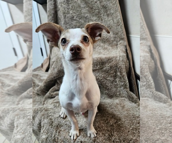 Medium Photo #1 Chihuahua-Unknown Mix Puppy For Sale in El Centro, CA, USA