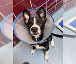 Pooky - Male Border Collie-Unknown Mix Dog for Adoption - Small photo