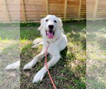 Small #11 Great Pyrenees