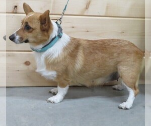 Mother of the Pembroke Welsh Corgi puppies born on 05/13/2021