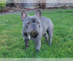 Small Photo #6 French Bulldog Puppy For Sale in MARYSVILLE, WA, USA