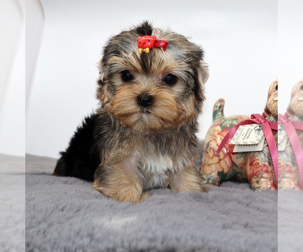 Medium Photo #2 Yorkshire Terrier Puppy For Sale in LOS ANGELES, CA, USA