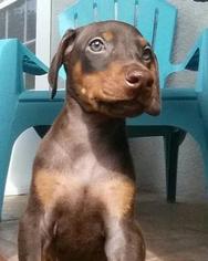Doberman Pinscher Puppy for sale in RIVERVIEW, FL, USA