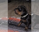 Puppy Grey collar Doberman Pinscher